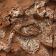 Fossilized skeletal remains of six nearly complete Protoceratops embryos.